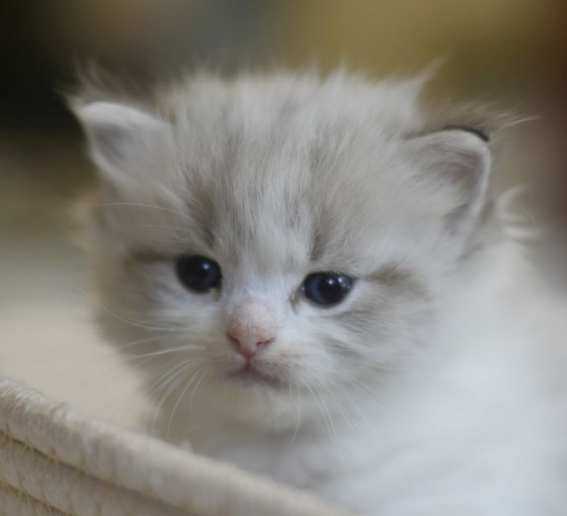 images/AvailableKittens/Tess website.jpg